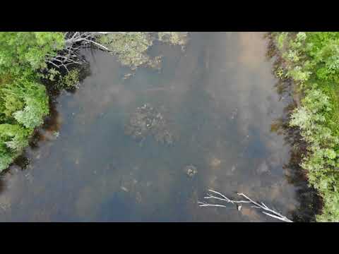 2020-07-05 Teich in den Niddawiesen