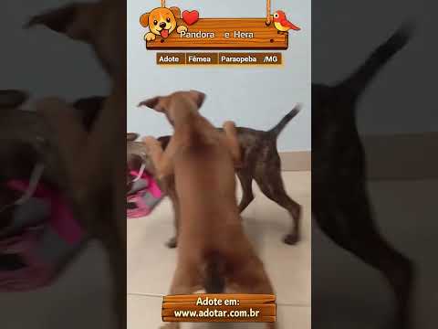 Vídeo de Pandora e Hera