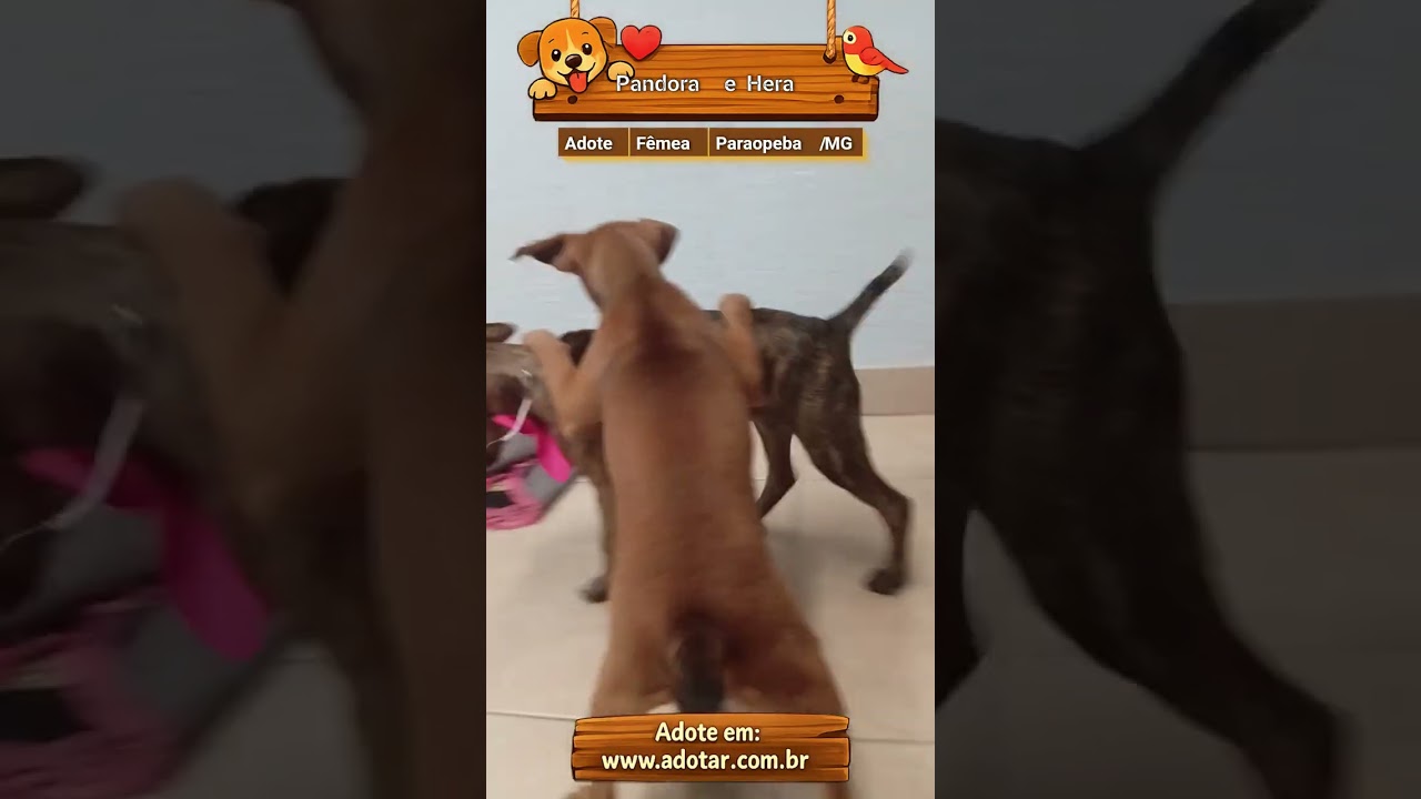 Cachorro raça SRD-ViraLata idade 2 a 6 meses nome Pandora e Hera