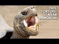 Tortoises The Oldest Living Land Creatures In The World