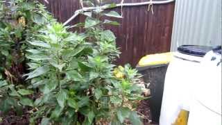 Bellevue Days - Pepper Tea video