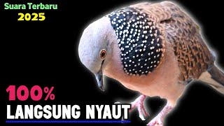 Download lagu MP3 Suara Burung Tekukur Lokal Gacor Banggo 2025 Ahlinya Memanggil Lawan Agar Bunyi mp3 Download lagu MP3 Suara Burung Tekukur Lokal Gacor Banggo 2025 Ahlinya Memanggil Lawan Agar Bunyi mp3