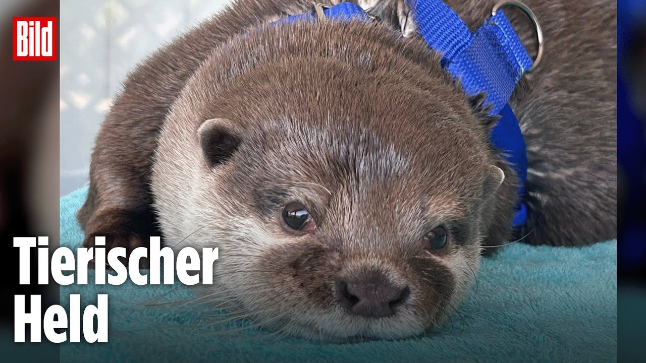 DIESER Otter rettet Menschenleben