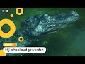 'Alligator van Hitler' is doodgegaan