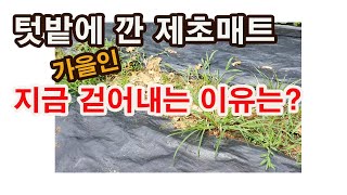 텃밭에 깐 제초매트 가을인 지금 걷어내는 까닭은?(잡초 방제, 제초매트 사용, 제초매트 단점, 제초매트 쉽게…