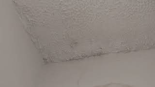 Damp on wall Inside