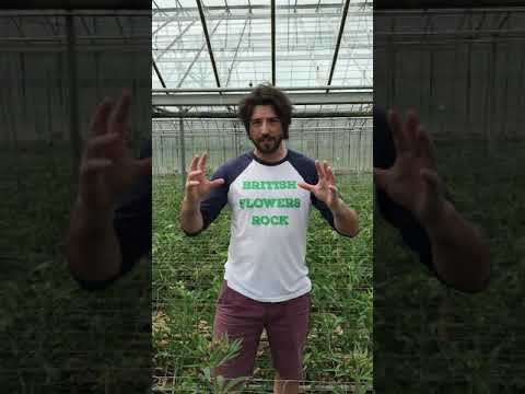 Ben Cross of Crosslands Flower Nursery