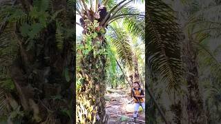 Download lagu Salah satu teknik panen sawit buah terjepit #shorts mp3 Download lagu Salah satu teknik panen sawit buah terjepit #shorts mp3