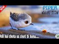 Piper Short Film Dil Hai Chota Sa Choti Si Asha Bird Video Deepak Ber