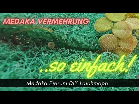 Medaka Eier, Vermehrung und DIY Laichmopp #aquaristik