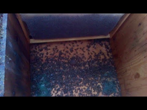 Зимний разбор погибшей пчелосемьи, пасика