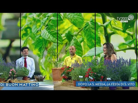 Di Buon Mattino - puntata del 15 giugno 2022