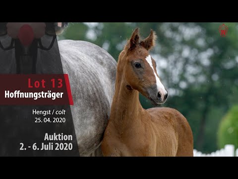 Online Auktion 2.- 6. Juli: Lot 13 Hoffnungsträger Hengst v.Hickstead White - Colestus