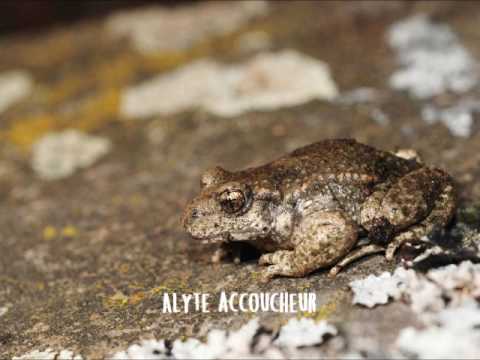 Faire la différence entre l'alyte accoucheur et le hibou petit duc