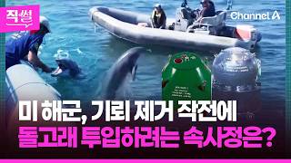 미 해군, 기뢰 제거 작전에???????? 돌고래???? 투입하려는 속사정은? ???? [직썰]
