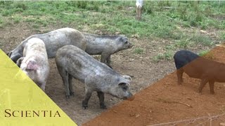Miniatura do vídeo