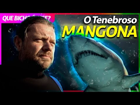 TUBARÃO-MANGONA, O SUPER PREDADOR! | RICHARD RASMUSSEN