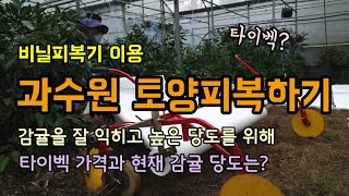 감귤재배 비닐피복기 응용 과수원 감귤농장 토양피복 유공타이벡 피복하기 과일을 골고루 익히고 당도를 높이기 위…
