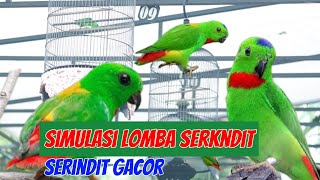 Download lagu Burung Serindit gacor - Simulasi lomba serindit mp3