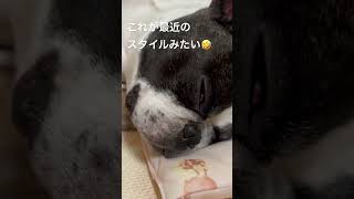 【フレブル】邪魔しないように。 #vlog #フレンチブルドッグ #寝顔  #frenchie #shorts 　　　"Try not to disturb."