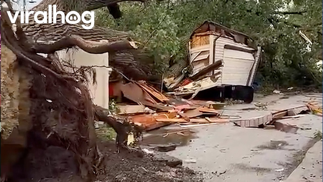 Strong Winds Knock Down Massive Tree in Chicago || ViralHog