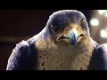 Falcon kills Stuart Falcon kills Stuart