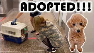 *Internationally Adopting A Dog From Korea* Baby Poodle Flies 10 Hours To A Forever Home