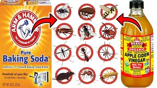 EFFECTIVE PEST CONTROL: Baking Soda and Vinegar Solution Revealed For Cockroaches, Fleas, Ants, etc