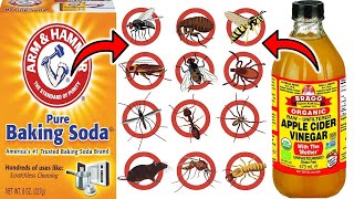 Download Lagu EFFECTIVE PEST CONTROL: Baking Soda and Vinegar Solution Revealed For Cockroaches, Fleas, Ants, etc Thumbnail