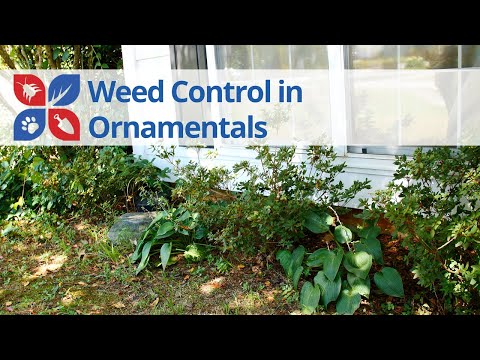  Weed Control in Ornamentals Video 