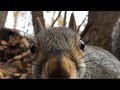 Up-Close View of Forest Critters: Squirrels, Songbirds Crows Woodland Birdsong Birdwatching For Cats