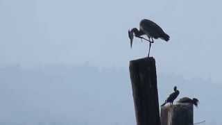 preview picture of video 'Heron scratching an itch'