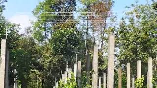 preview picture of video 'Concrete pole for monocrop pepper cultivation'