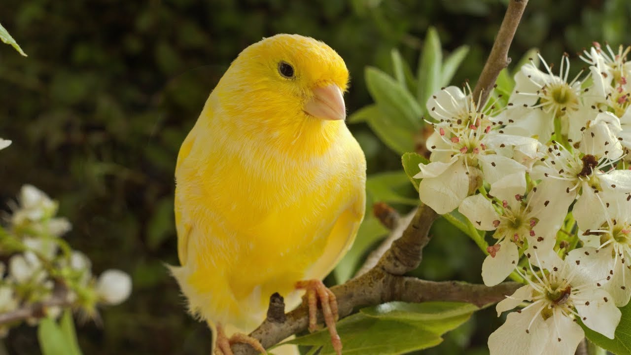 Beautiful Relaxing Hymns, Peaceful Instrumental Music, 