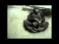 Most Funny Monkey Videos Lusty