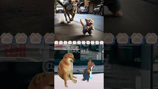 GINGER CAT 😿 WAS CHASED BY FIERCE DOG #catmemes #cat #funny #shorts #fyp