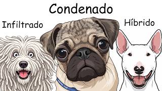Cada Cachorro Criado pelo Humano Explicado em 9 Minutos