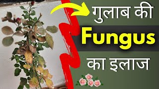 How To Save Rose Plants From Fungus