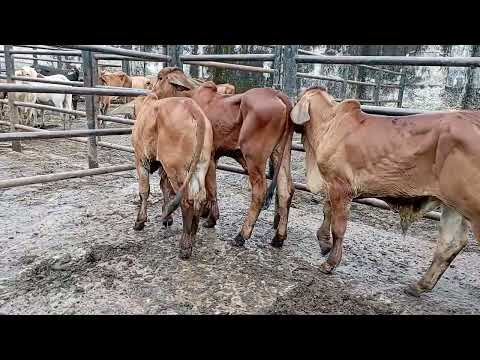 Venta de terneros Brahaman rojo