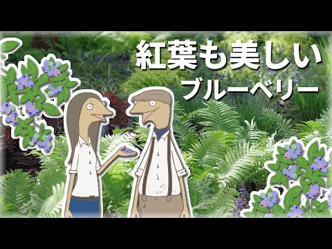 園芸 チェリー、ワイルドチェリー、バードチェリー、ギーニュ、ビガロー、ワイルドギニエ