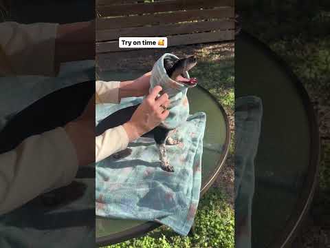 Cutest DIY ever! 🐾 ♻️