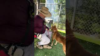 Video preview image #1 German Shepherd Dog-Unknown Mix Puppy For Sale in Pasadena, CA, USA