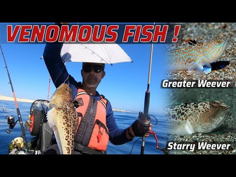 Fjæsingfiskeri fra kajak ved Malta