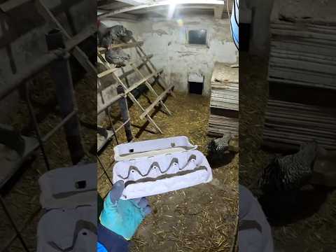 Збір домашніх ЕКО яєць! #кури #птиця #яйця