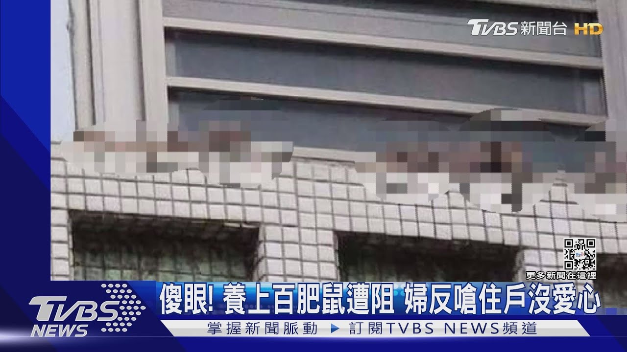 台南婦養上百老鼠!半夜乒砰叫 鄰崩潰:是肥鼠掉落的聲音