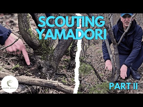 Collecting Bonsai Trees From The Wild: Scouting and Finding Deciduous Yamadori