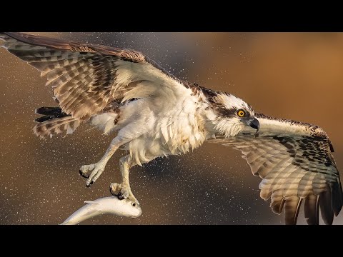 Sony A7RIV Bird In Flight BIF - Wildlife Autofocus Camera Menu System Setup Guide