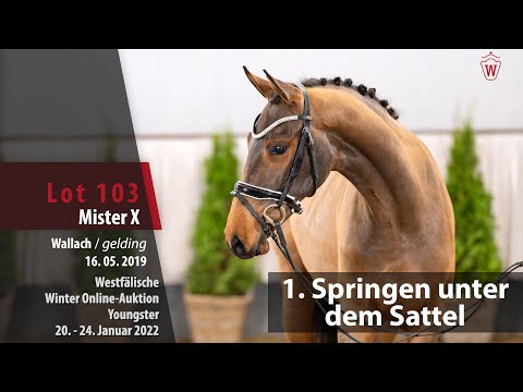2nd Chance Auktion Training 1. Springen Lot 103 Mister X Wallach v. Maloubet de Pleville - Verdi