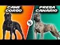 Cane Corso VS Presa Canario Comparison
