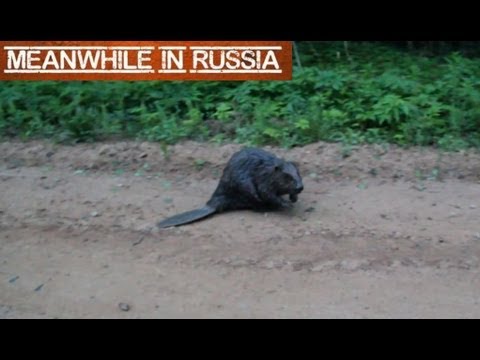 Angry Beaver Attacks Cameraman